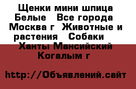 Щенки мини шпица Белые - Все города, Москва г. Животные и растения » Собаки   . Ханты-Мансийский,Когалым г.